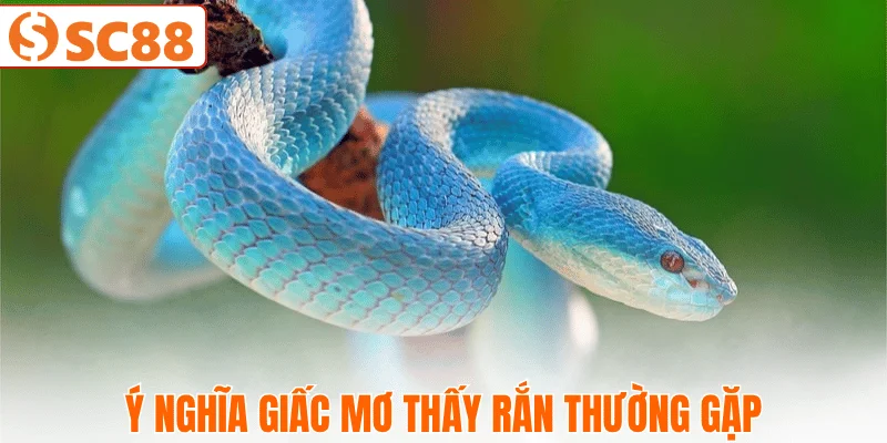 giai-ma-giac-mo-ve-ran-trong-doi-song