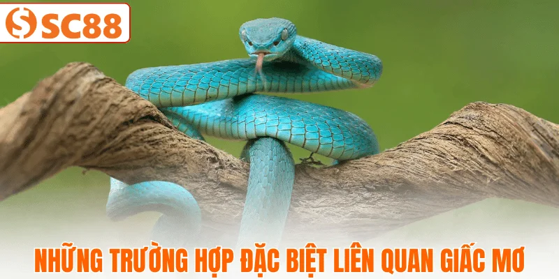 tinh-huong-ky-la-khi-mo-thay-ran