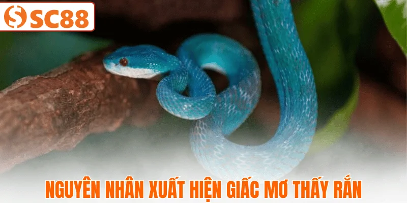 vi-sao-ban-hay-mo-thay-ran